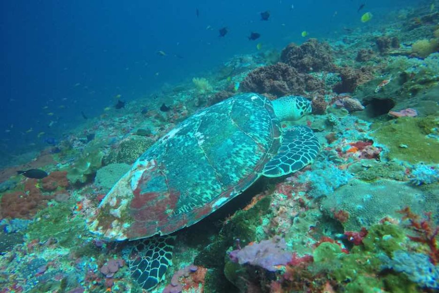 WEST NUSA PENIDA TOUR WITH SNORKELING PACKAGE (ALL INCLUSIVE) - Image 2