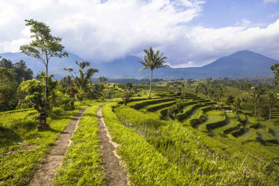 NORTH BALI TOUR - Image 4