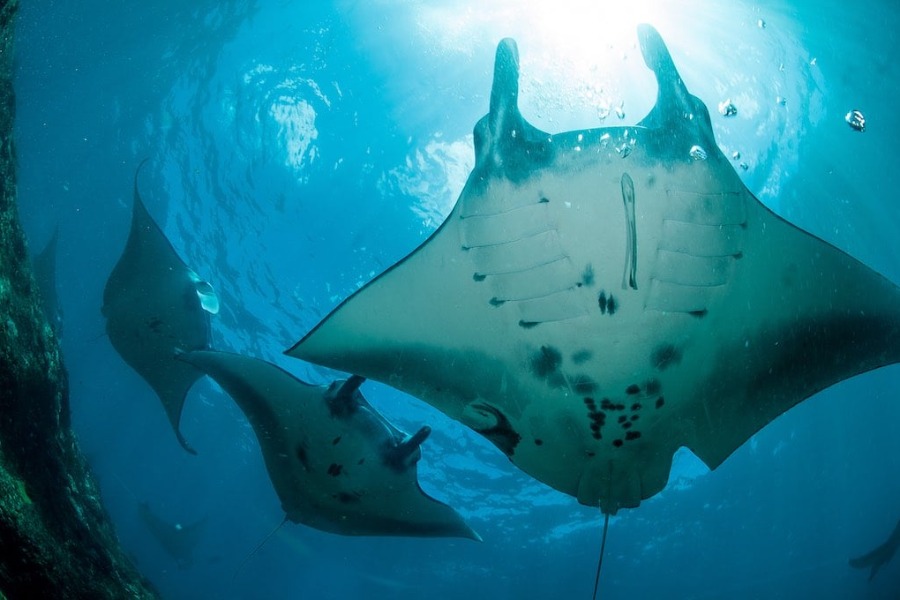 WEST NUSA PENIDA TOUR WITH SNORKELING PACKAGE (ALL INCLUSIVE) - Image 3