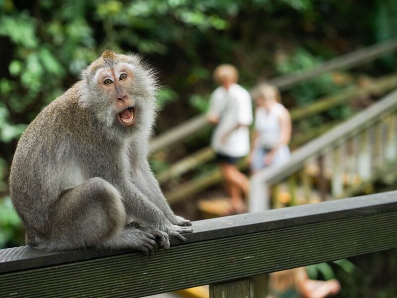 BALI UBUD TOUR