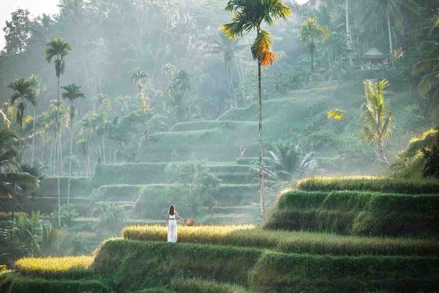 BALI KINTAMANI TOUR - Image 2
