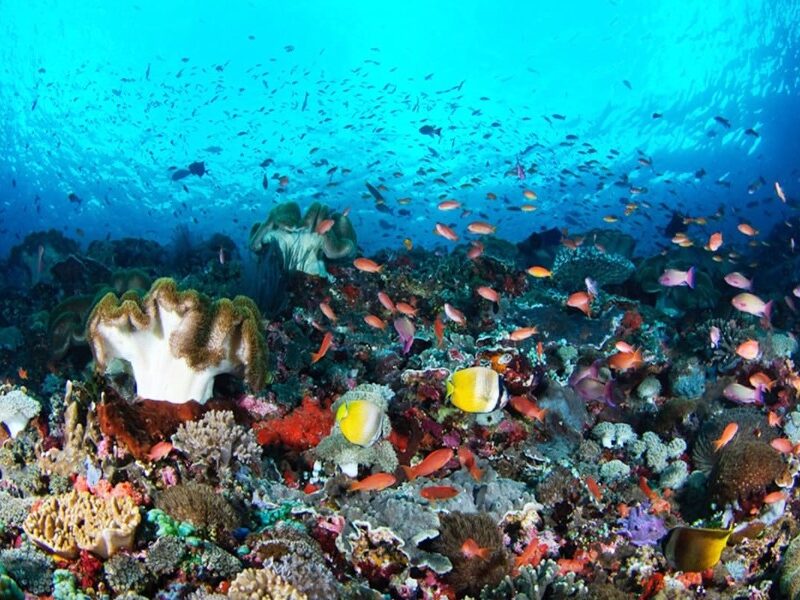 WEST NUSA PENIDA TOUR WITH SNORKELING PACKAGE (ALL INCLUSIVE)